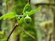 20260411 mt. Washi..