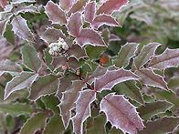 겨울에만 볼 수 ..