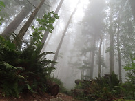 West Tiger M..