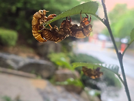 가족(최재우 시인)