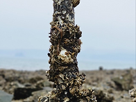 버팀목(정병윤 시인)