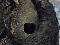 괜찮다(이명희 시인)