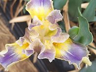 키작은 아이리스