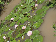 수련