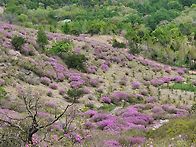황매산