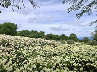 황매산 수국