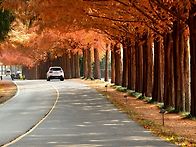 진안 모래재 메타세쿼이어..