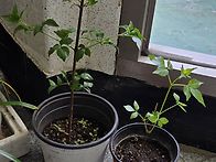 고추대나무 (고추나무)