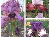 미국아이리스꽃