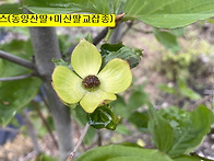 농장의 미산딸과 동양산딸..