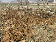 미산딸 화분이식