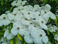 요즘 산딸들
