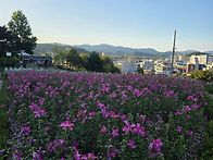 무궁화공원 2 삼일홍 품종