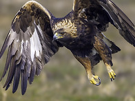 Golden Eagle