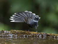 White-throated Fan..