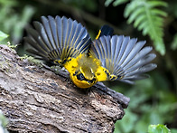 Golden Bush Robin