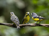 Spot-winged Grosbe..