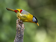 Silver-eared Mesia