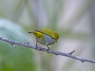 White-eye &#160;작은