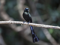 Racket-tailed Tree..