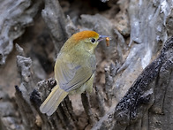 Rufous-capped Babb..