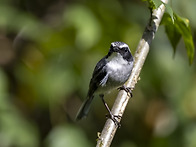 Grey Bush Chat&#16..