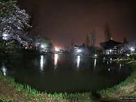 경주 보문정의 봄..