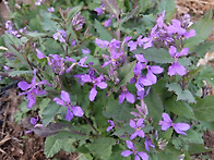 소래풀-보라유채