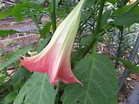 천사의 나팔꽃
