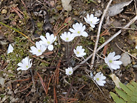 노루귀, 깽깽이풀