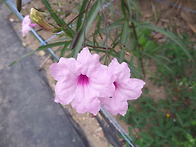 루엘리아