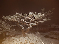 고단한 세월 끝에