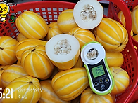 성주 꿀 참외 ㅡ 오늘 마..