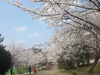 벚꽃 마중~