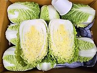속노랑 쌈배추 10키로 ㅡ..