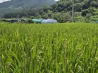 8월 정기산행(화림동계곡)