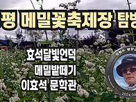 [봉평 메밀꽃축제장 탐방기..