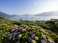수국