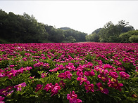홍천 작약밭