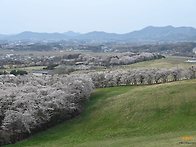 3일 금요일 벚꽃보..