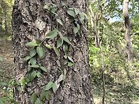 # 전남 화순 옹성산-화순적..