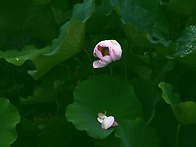 [0817'26] B