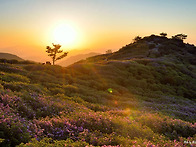 철쭉 꽃동산 해맞이(황매산..