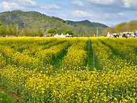 유채꽃 향연