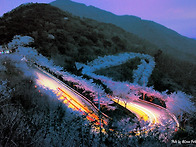 쇠목재(색소폰도로)