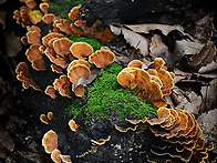 버섯의 세계 (입선) 199..