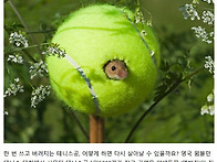 멧밭쥐의 테니스공..