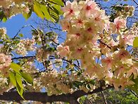 가야산(개심사, 해미읍성)