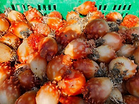 20일 -멍게살 , 바지락살,..