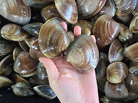 30일 -활참大소라, 大백합..